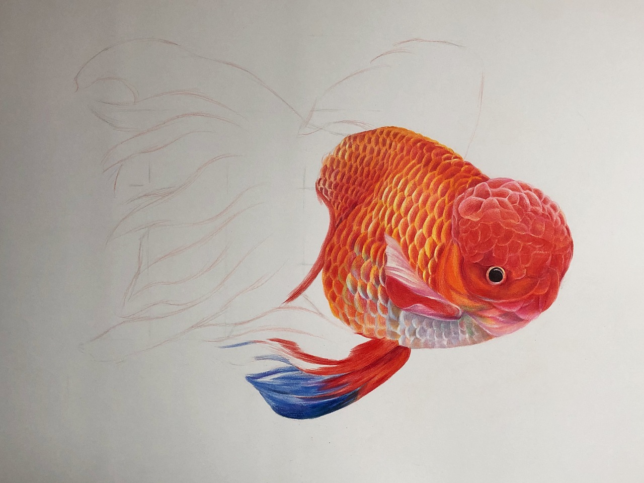 金鱼手绘图