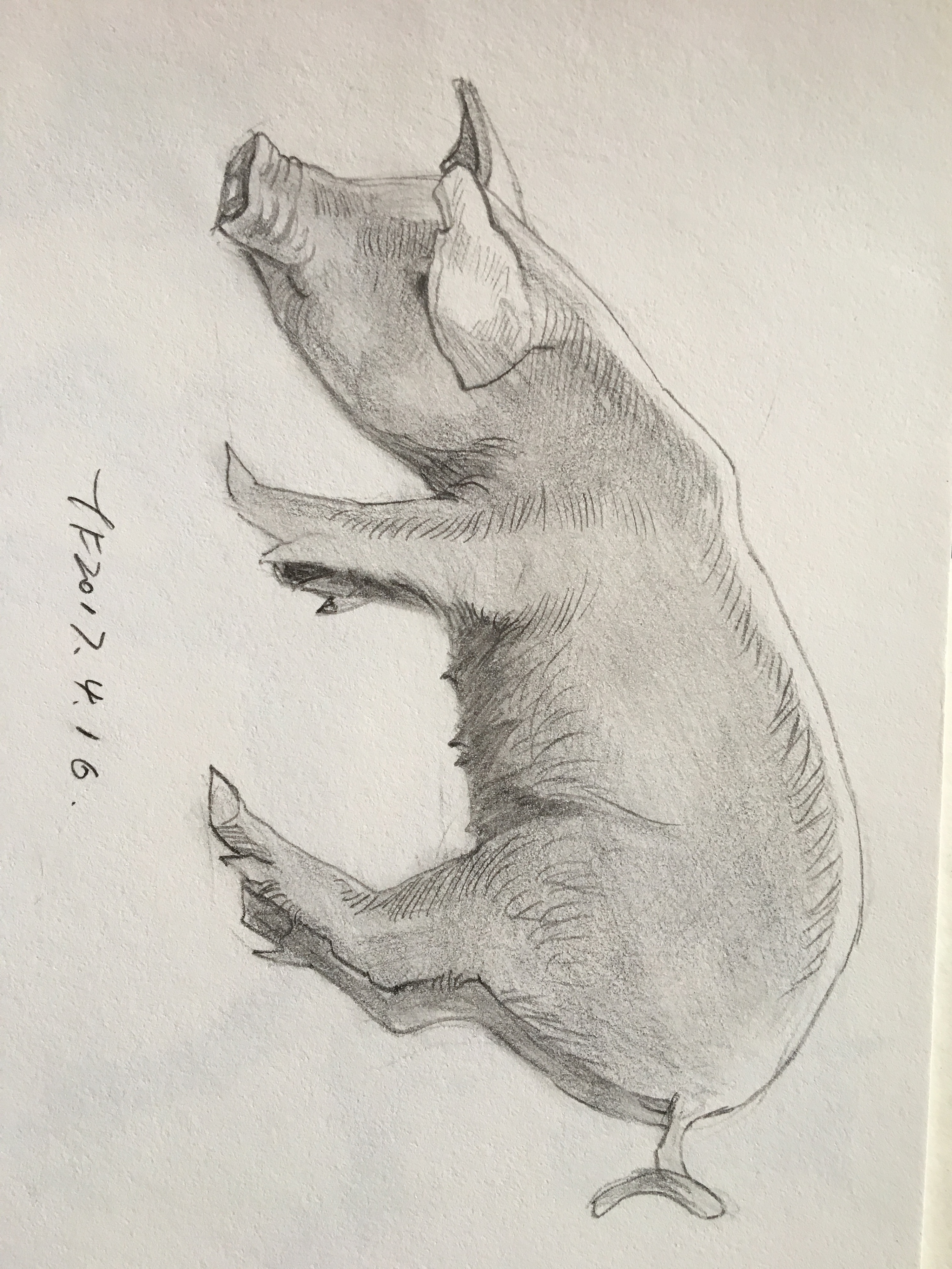 铅笔画——动物篇