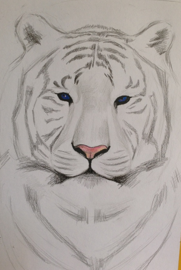 彩铅手绘白虎|绘画习作|插画|MMengDO - 原创