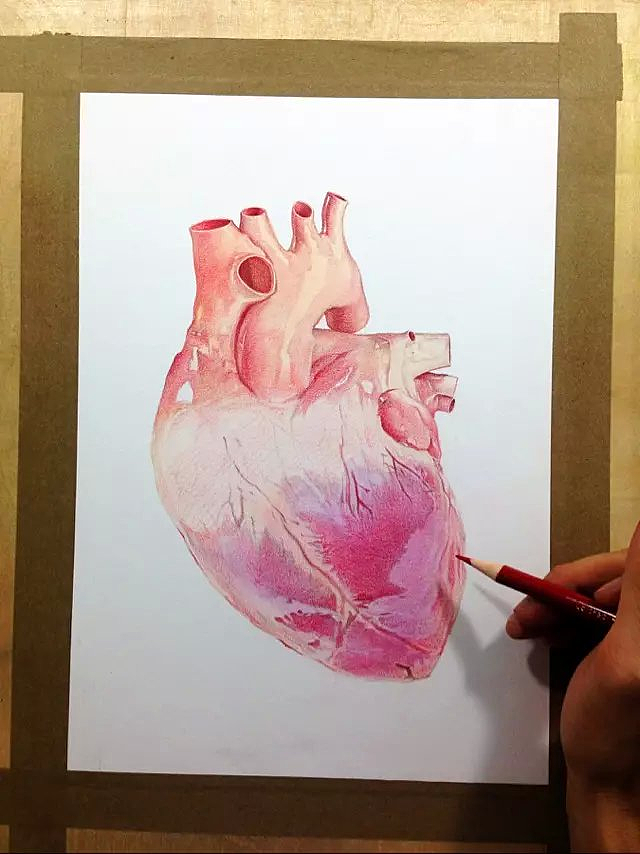 甲方让我试画的心脏图 只画了一半还要继续上色