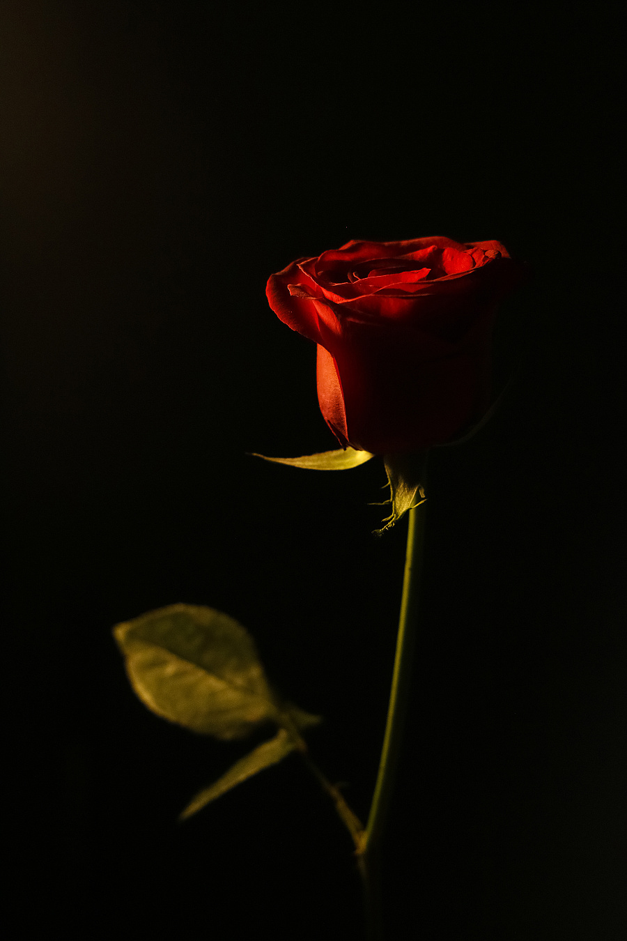 夜玫瑰 
