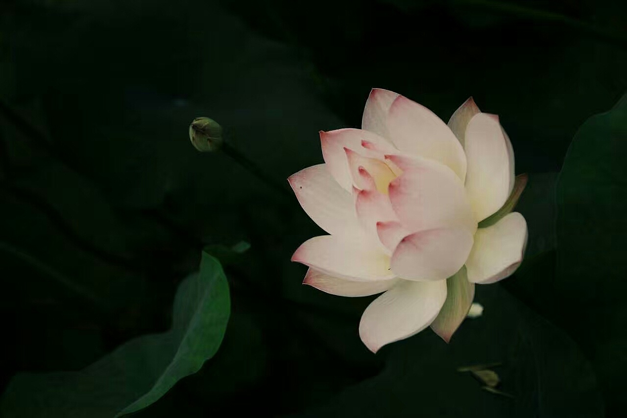 出水莲|摄影|人文\/纪实|张启宁 - 原创作品 - 站酷