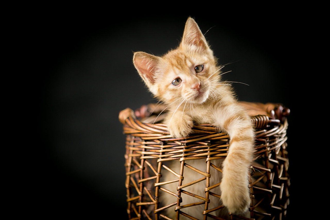 喵喵,喵喵,喵喵喵 0121f0554401720000019ae97f370f.jpg@1280w_1l_2o_100sh.jpg