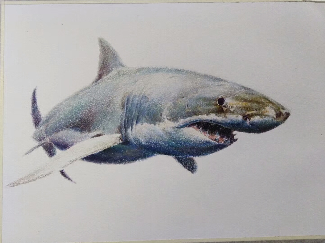 墙角笔触·技‖ 嗜血狂魔--大白鲨彩铅教程|纯