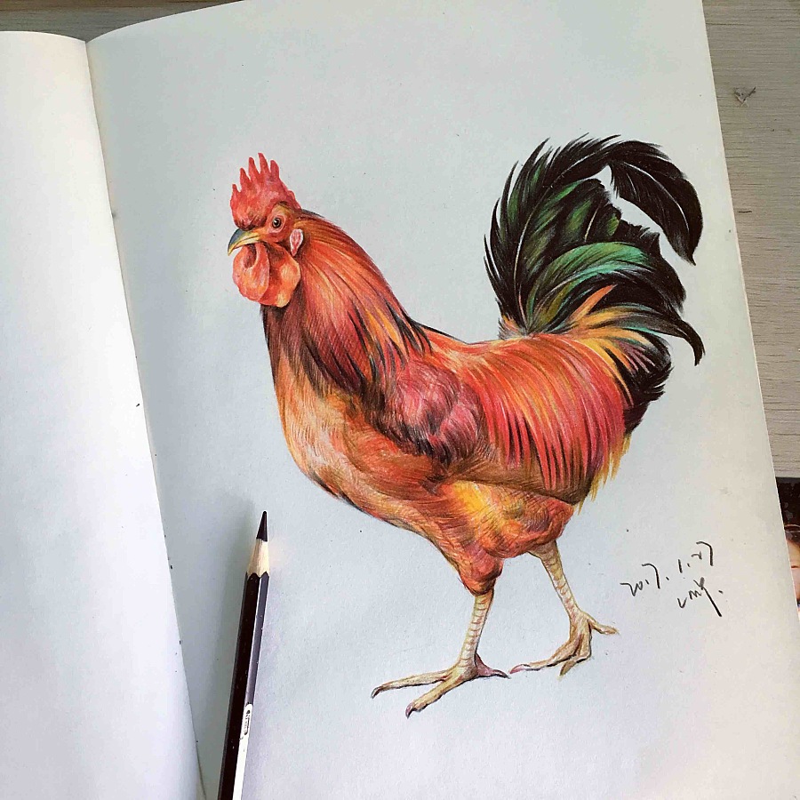 彩铅手绘公鸡|绘画习作|插画|lmy_ - 原创设计作