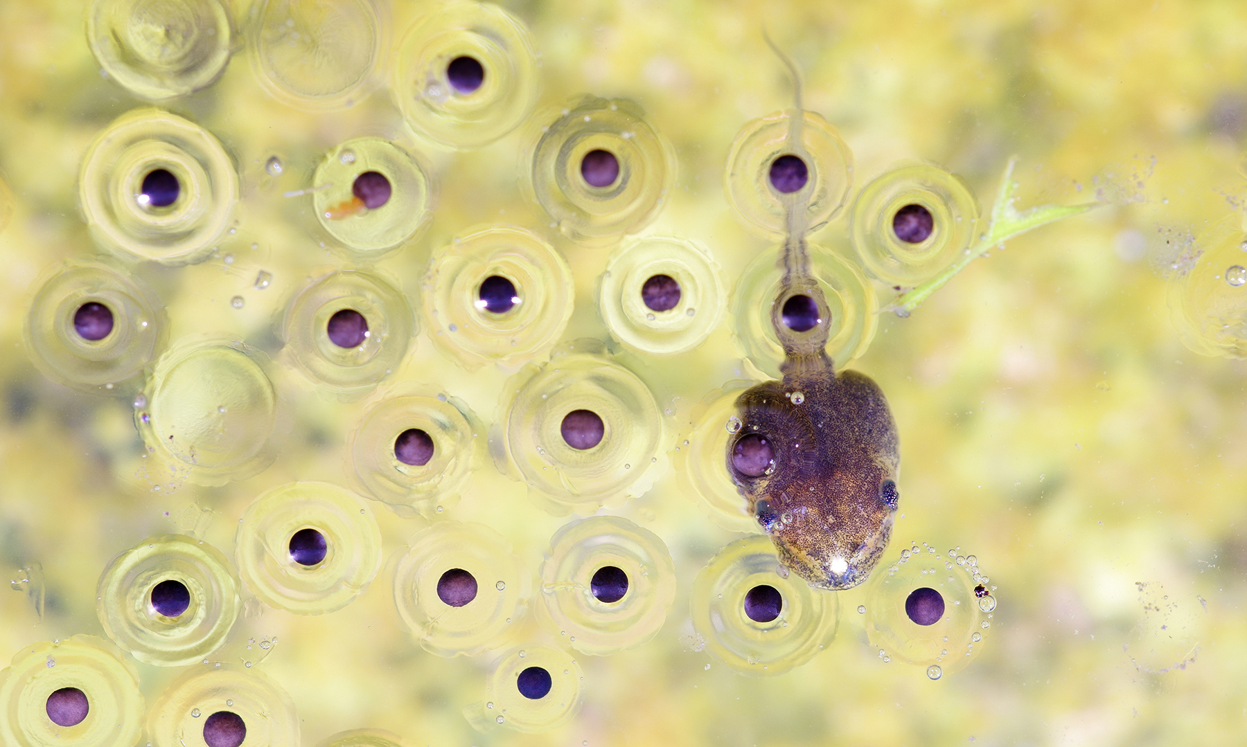 闪亮的青蛙产卵在池塘里游泳高清摄影大图-千库网