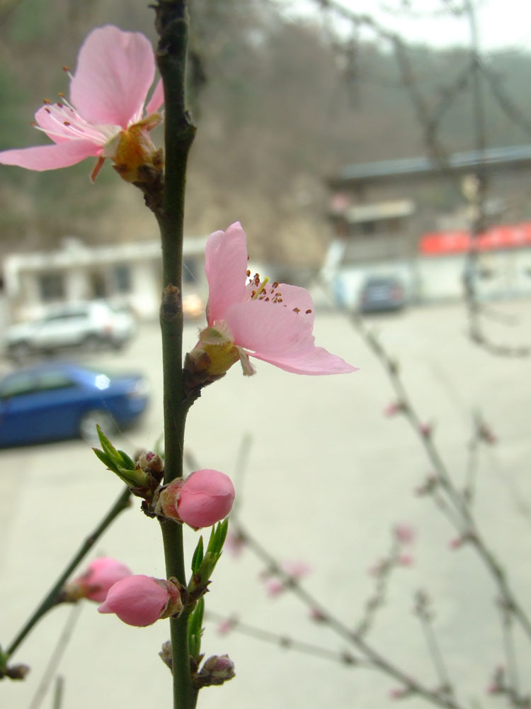 请问珠海社保局礼拜天上班吗 ?-请问珠海社保