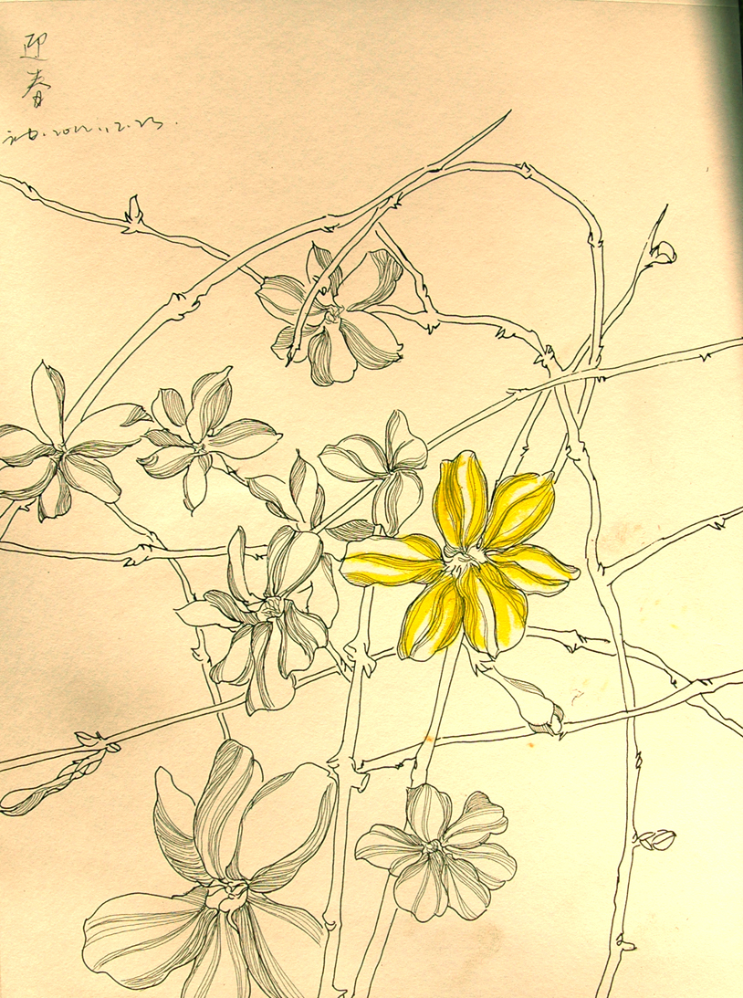 植物速写||插画|非其所是 - 原创设计作品 - 站酷