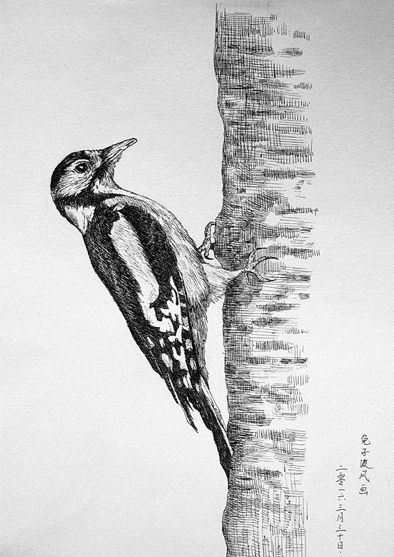中性笔画啄木鸟|纯艺术|素描|兔子凌风 - 原创作品