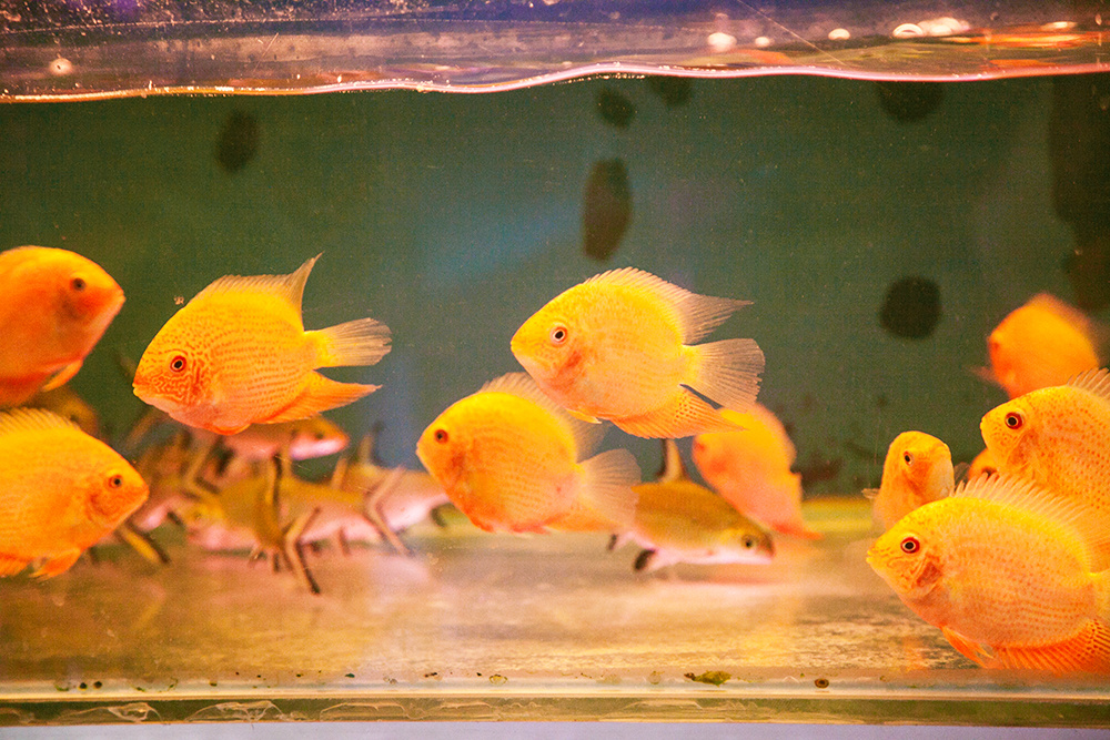 壁纸 动物 鱼 鱼类 1000_667