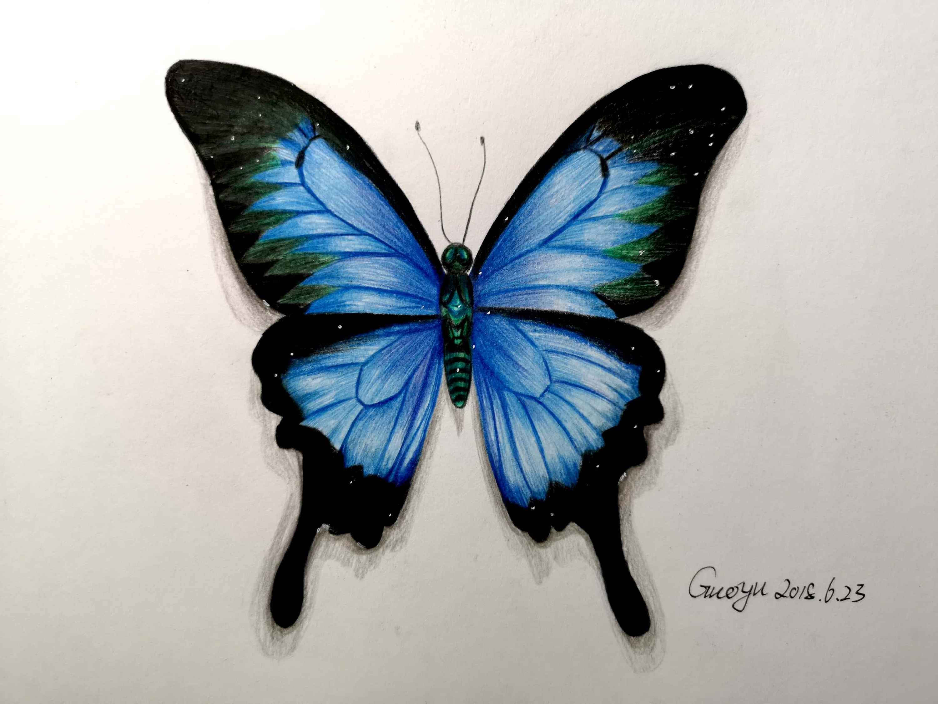 彩铅手绘 蝴蝶|纯艺术|彩铅|小呀嘛小喂喂 - 原创作品