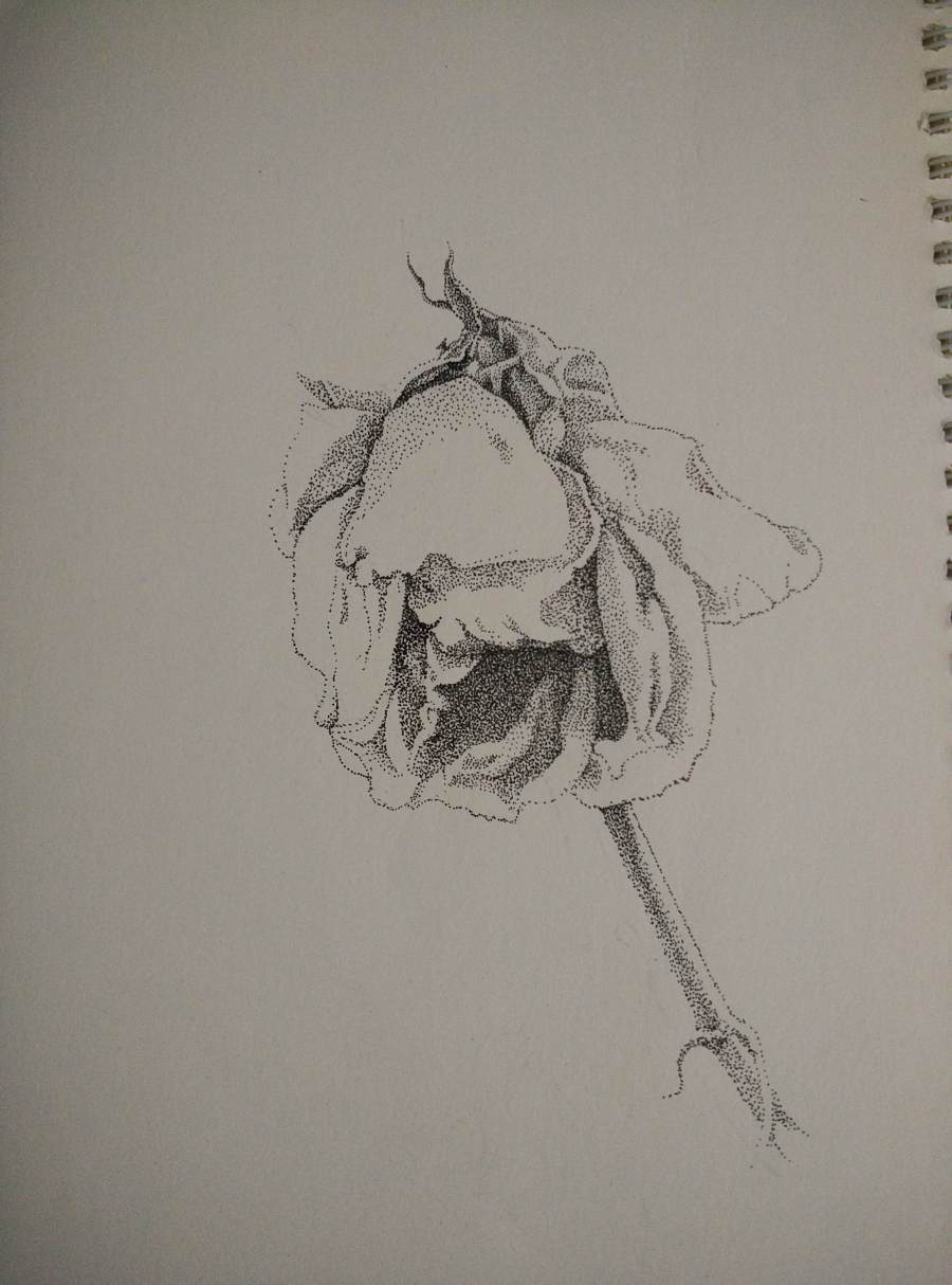 《凋零的花》—钢笔画