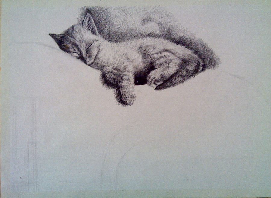 《熟睡的喵星人》黑色中性笔画|商业插画|插画|506674570 - 原创设计作品 - 站酷 (ZCOOL)