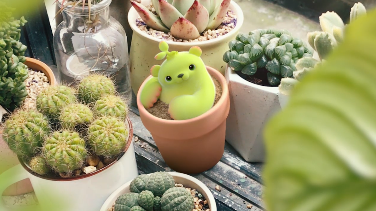 【萌芽熊童子】惊,我家养的小植物竟然活了