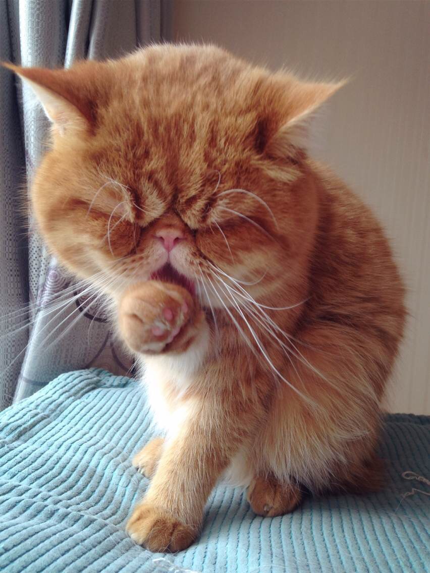 猫咪怎么样会蹭脸 0126075541aca5000001a64b6f6563.jpg