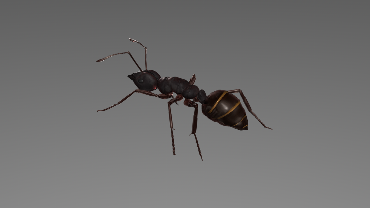 c4d 蚂蚁动画