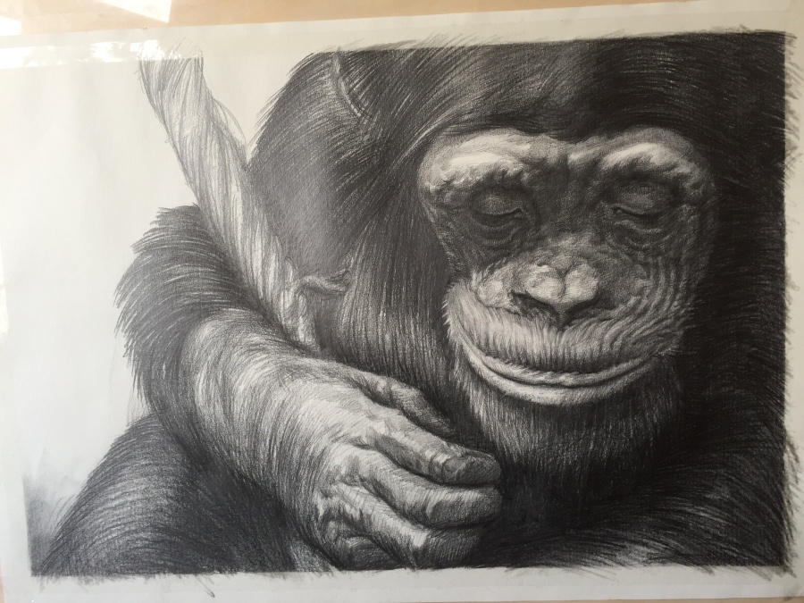 大猩猩步骤|素描|纯艺术|兔子白夜 - 原创设计作