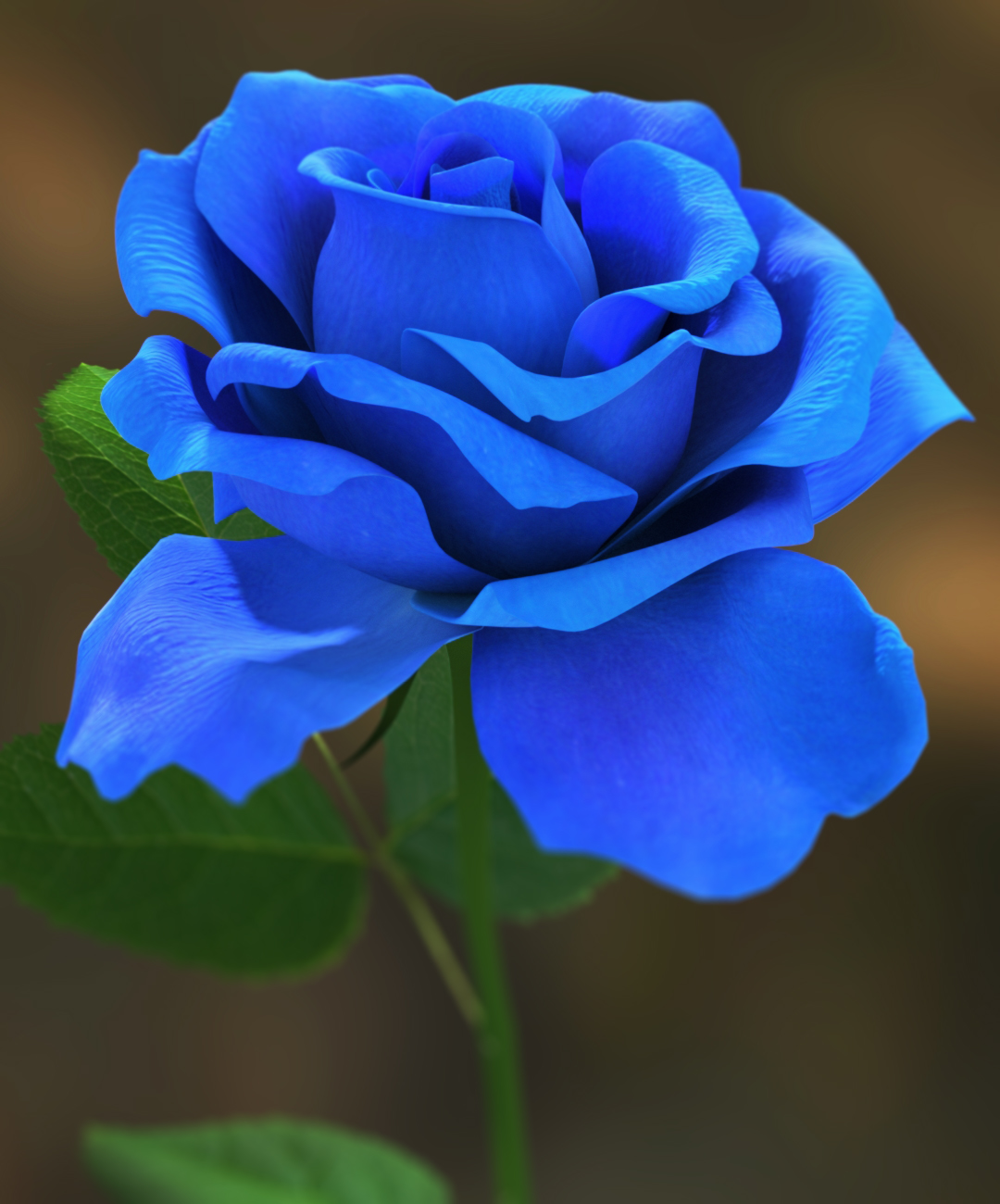蓝玫瑰高清图片下载-正版图片501160850-摄图网