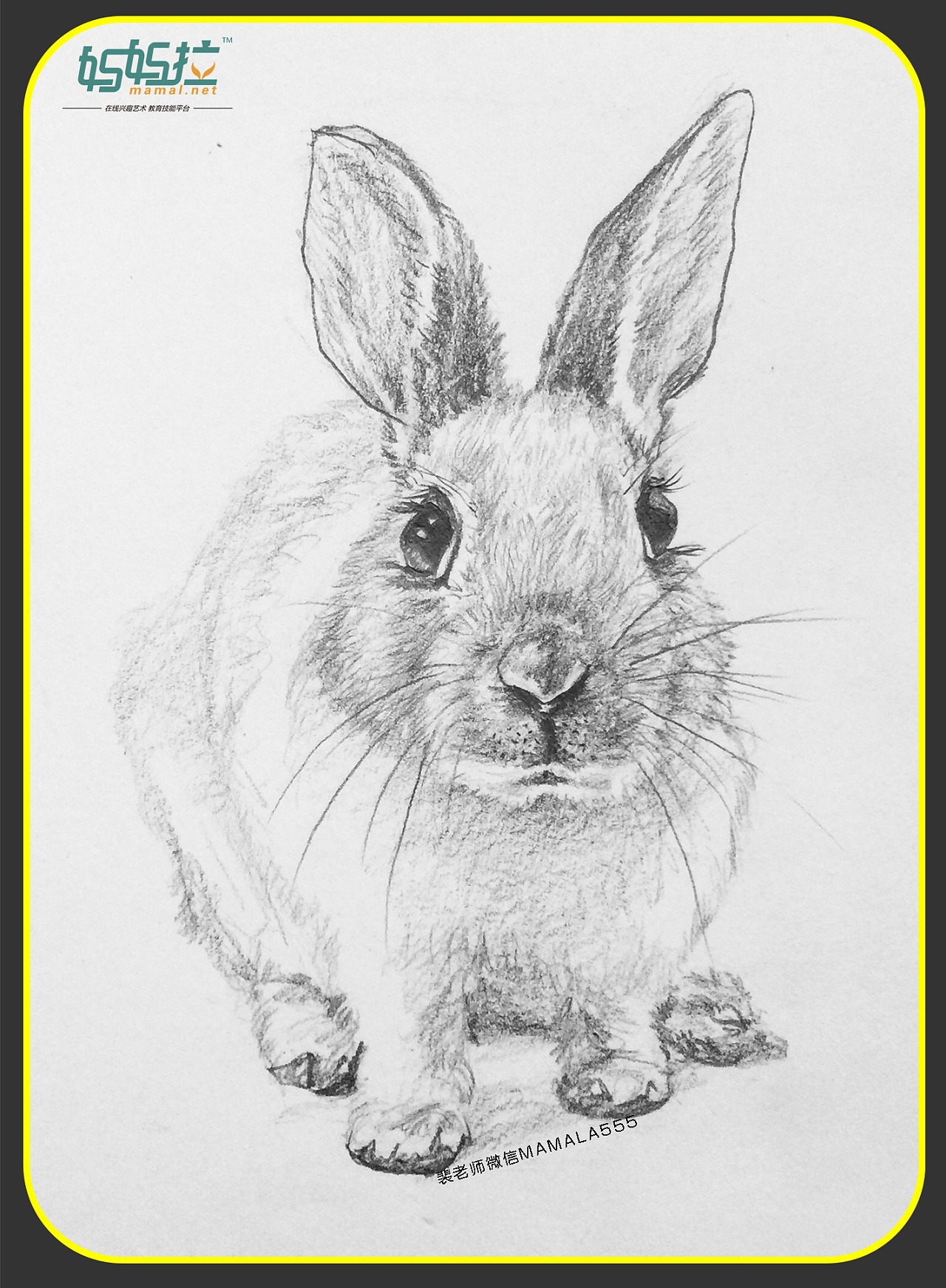 中央美院毕业裴俊飞老师妈妈拉艺术学院速写动物兔子|纯艺术|绘画