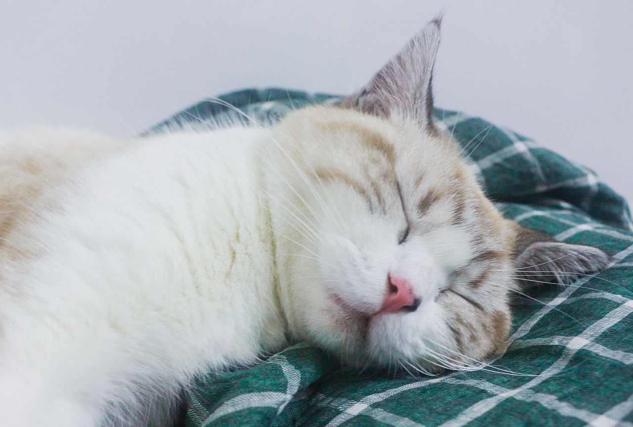 一只睡神-猫星人