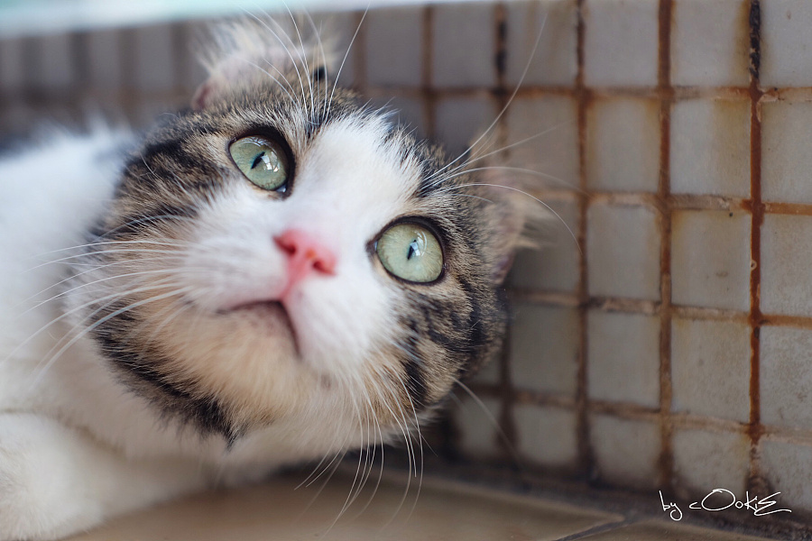 美国卷耳猫--蹭蹭|宠物\/动物|摄影|jcbernie - 原创