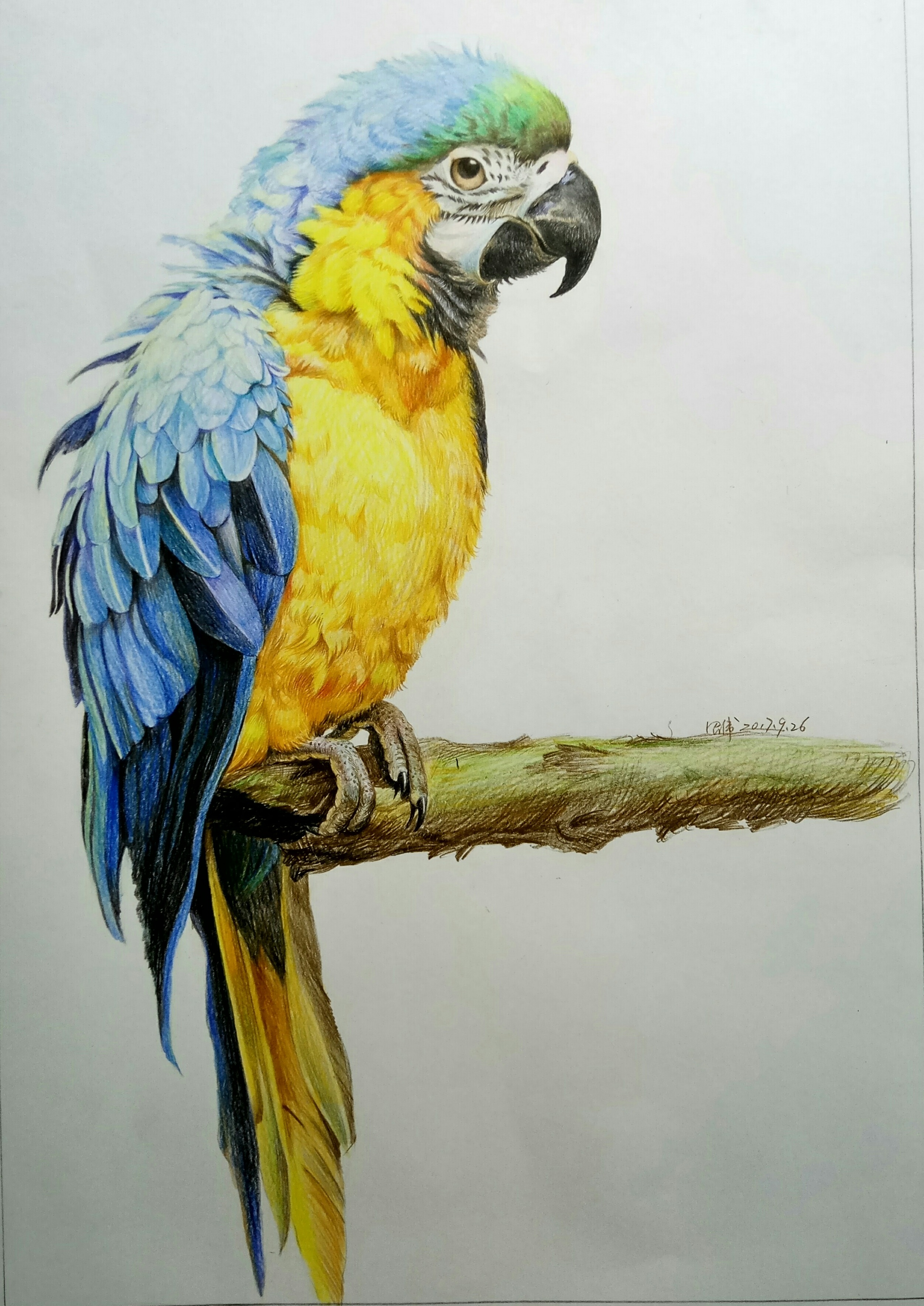 彩色铅笔–鹦鹉练习