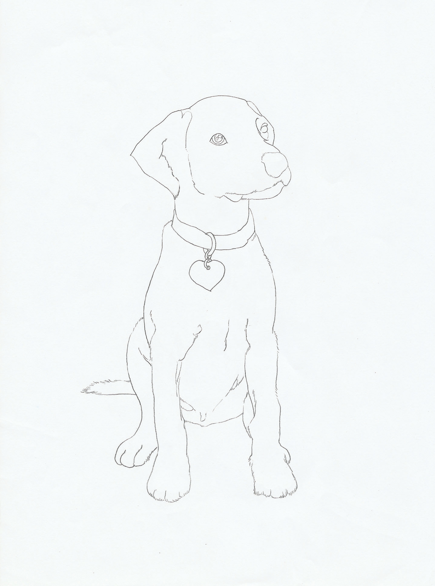 彩铅狗狗绘画过程