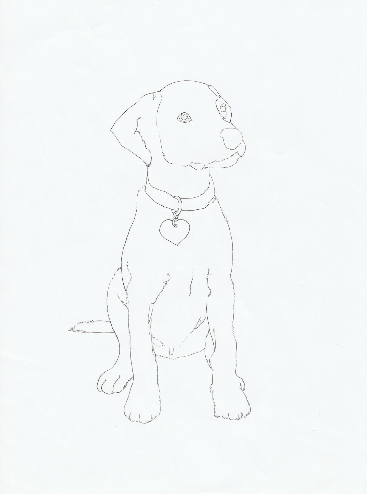 彩铅狗狗绘画过程