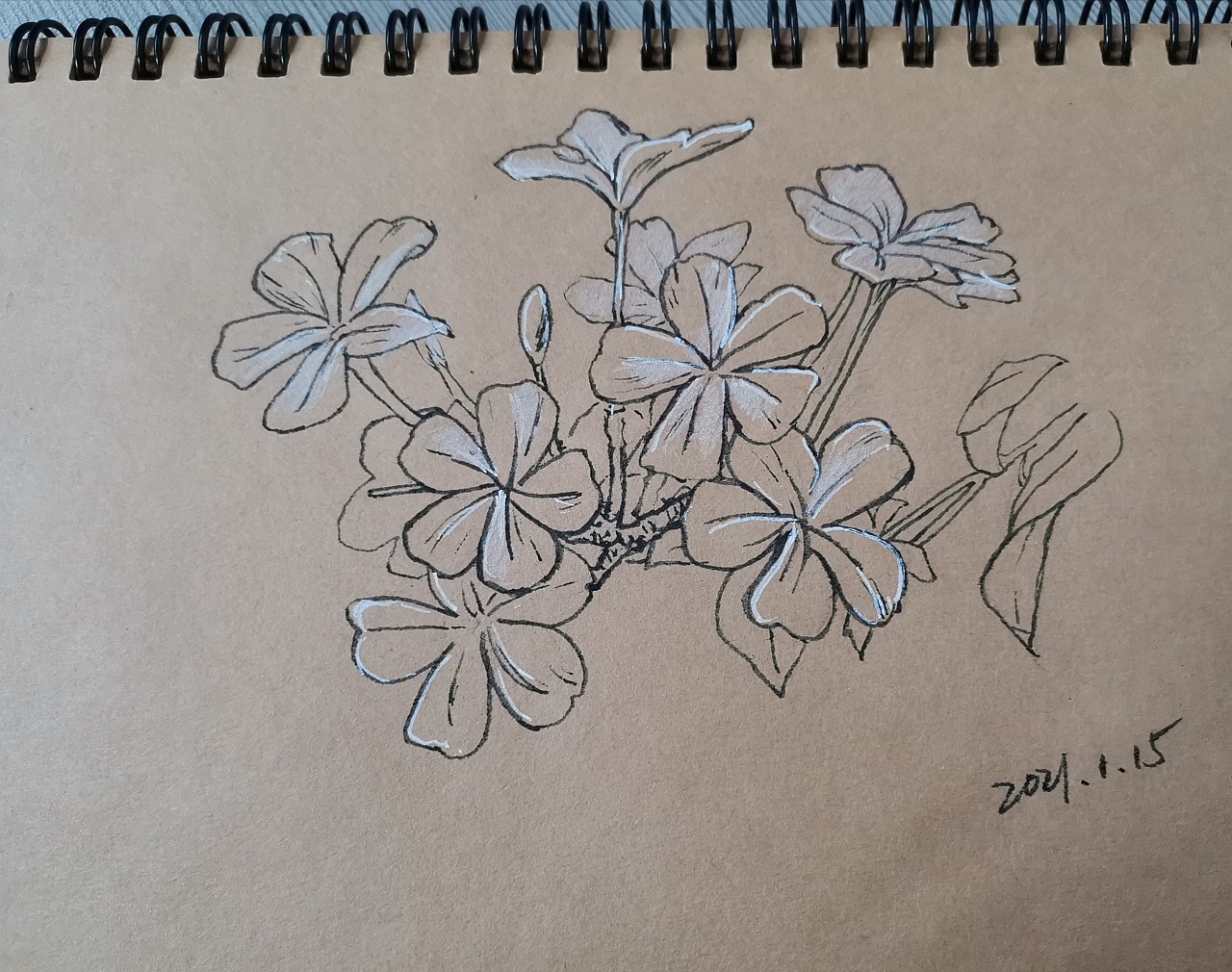 钢笔速写花卉