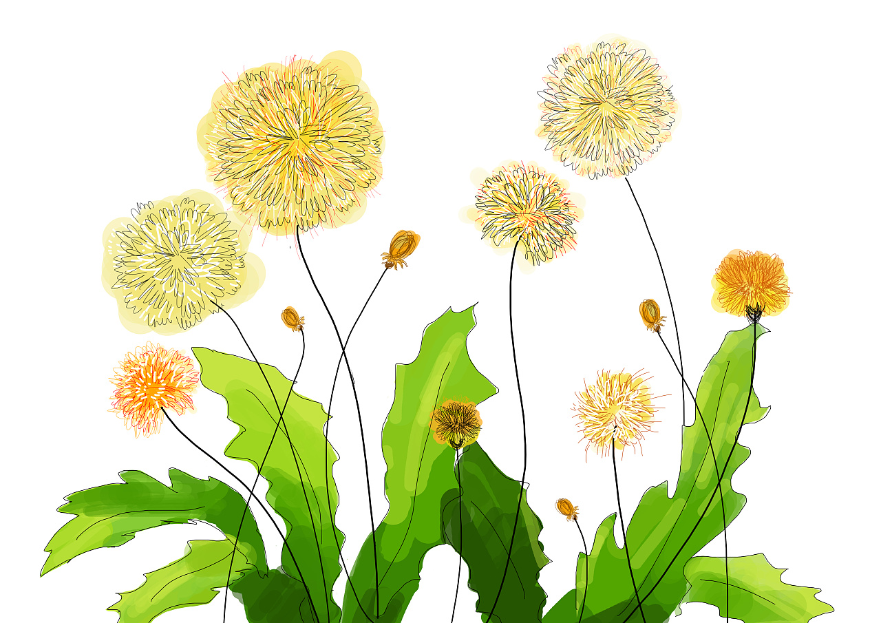 飞舞的蒲公英,它其实还有黄色的花,海草一样的叶子,板绘的蒲公英插画
