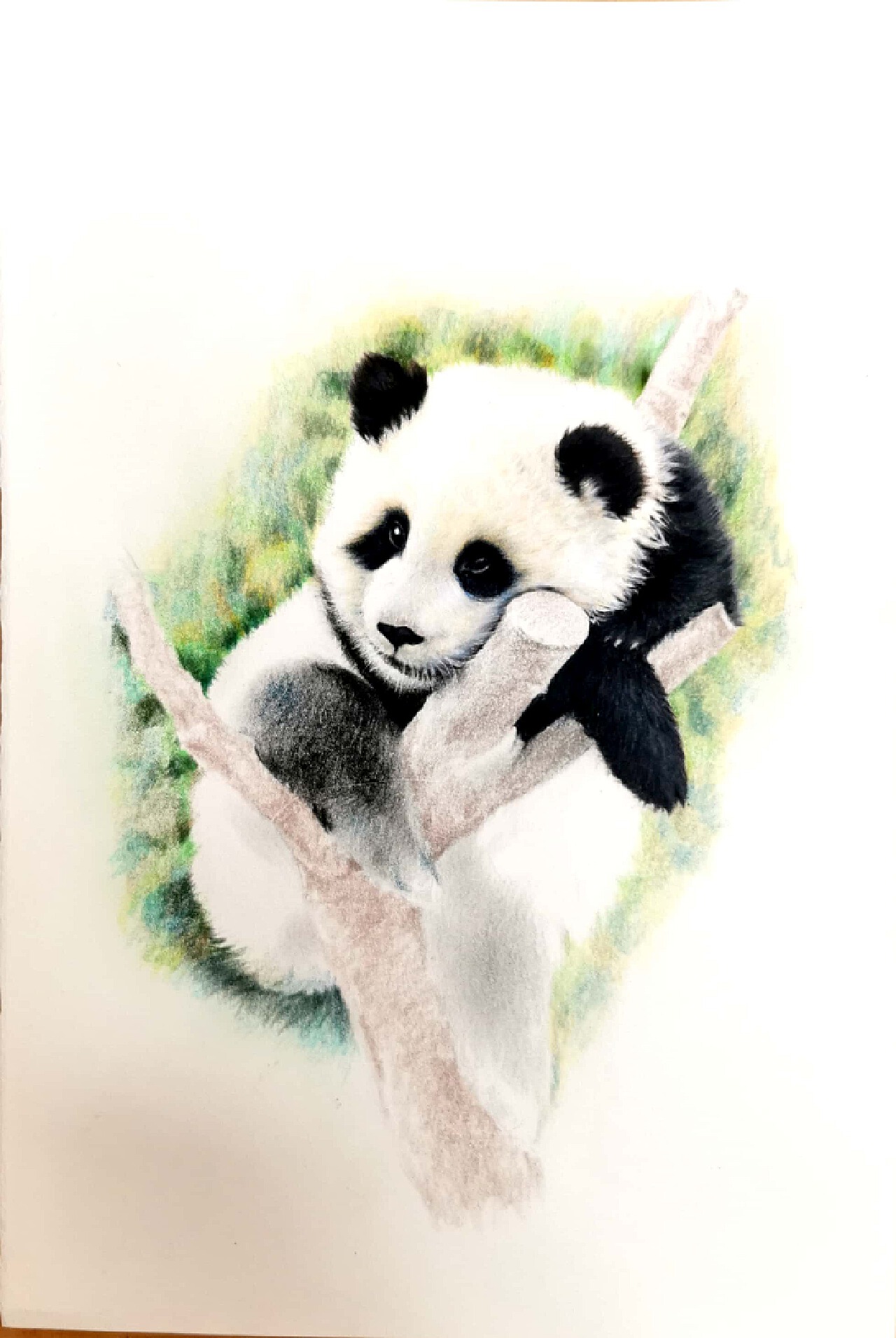 彩铅画熊猫