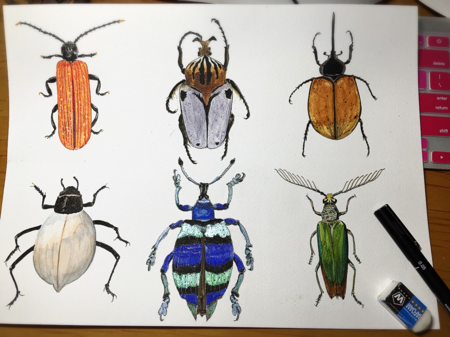 初次练画虫子,有点上瘾|绘画习作|插画|溜溜球米