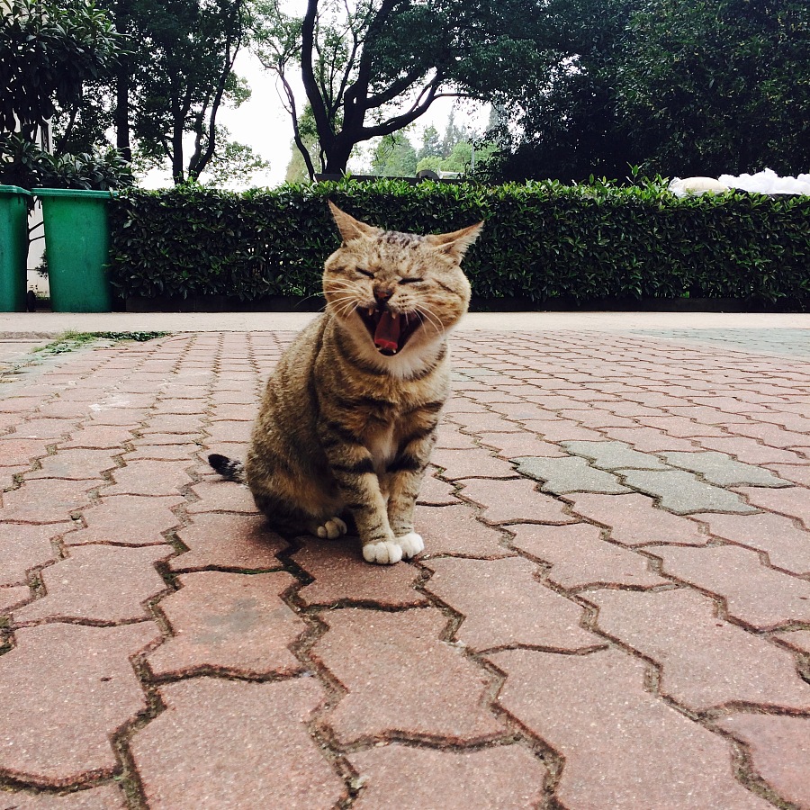 楼下 胖猫|其他绘画|插画|hoho吼吼猴 - 原创设计作品 - 站酷 (ZCOOL)