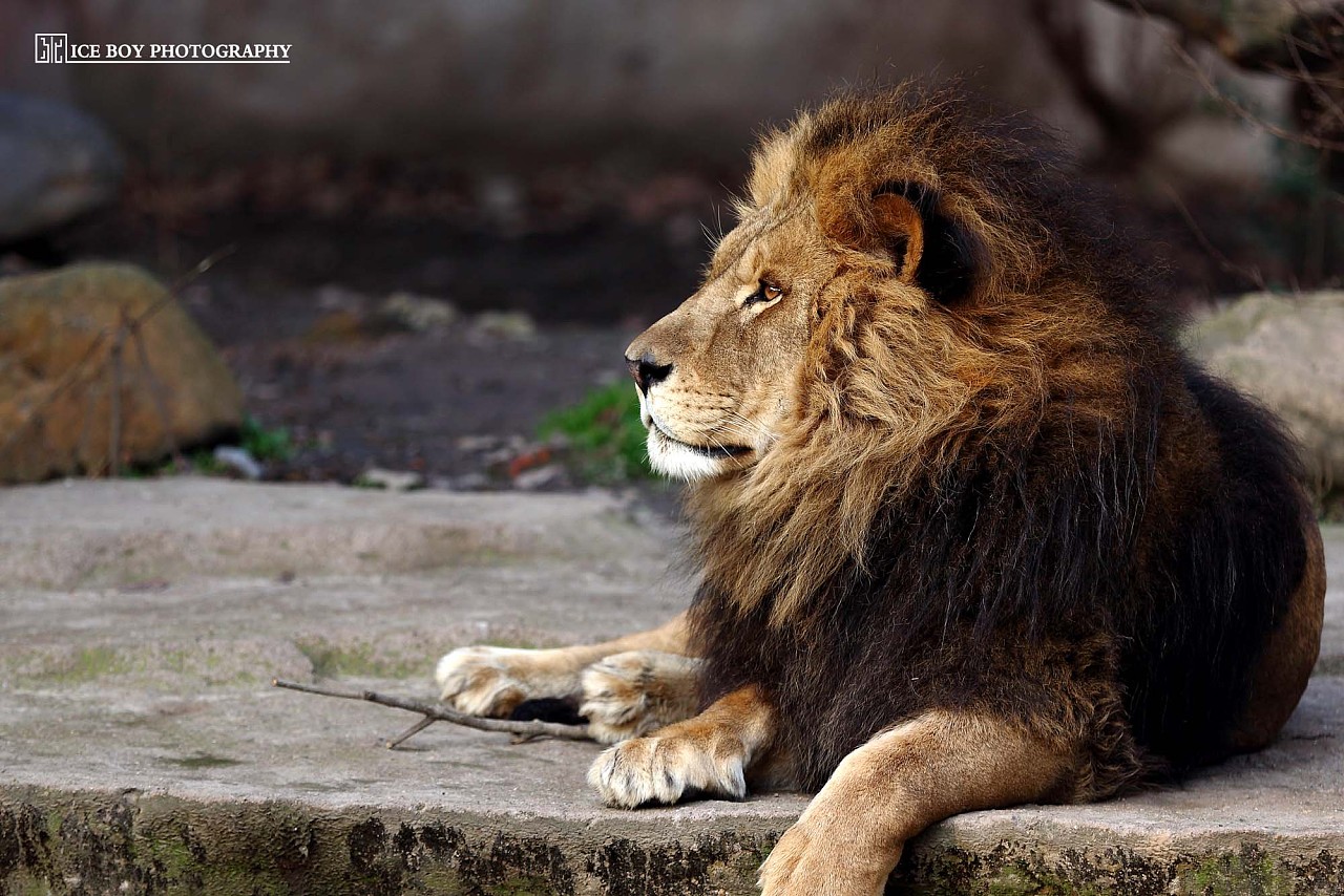 人与自然狮子女王下集图片