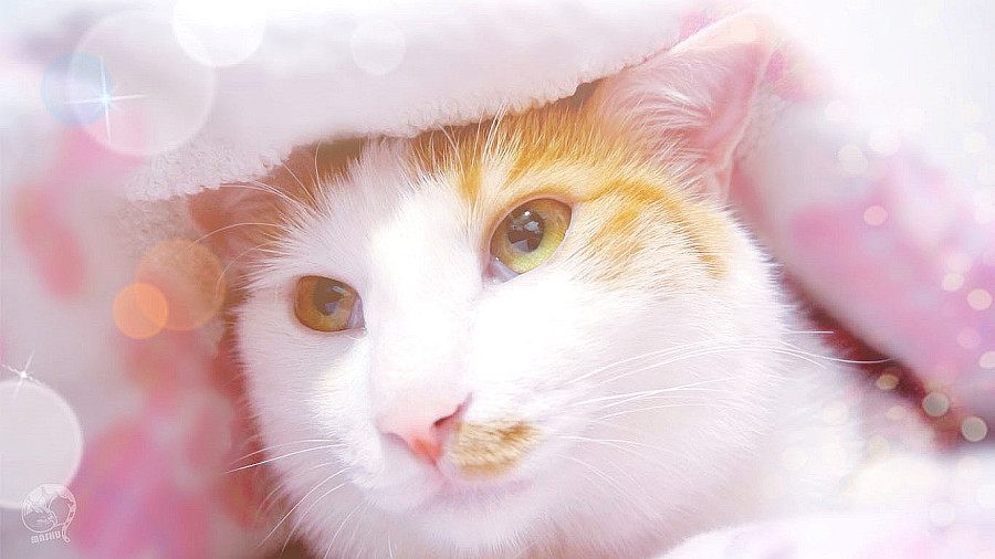 猫咪壁纸萌宠梦幻桌面|宠物\/动物|摄影|hilaryhu