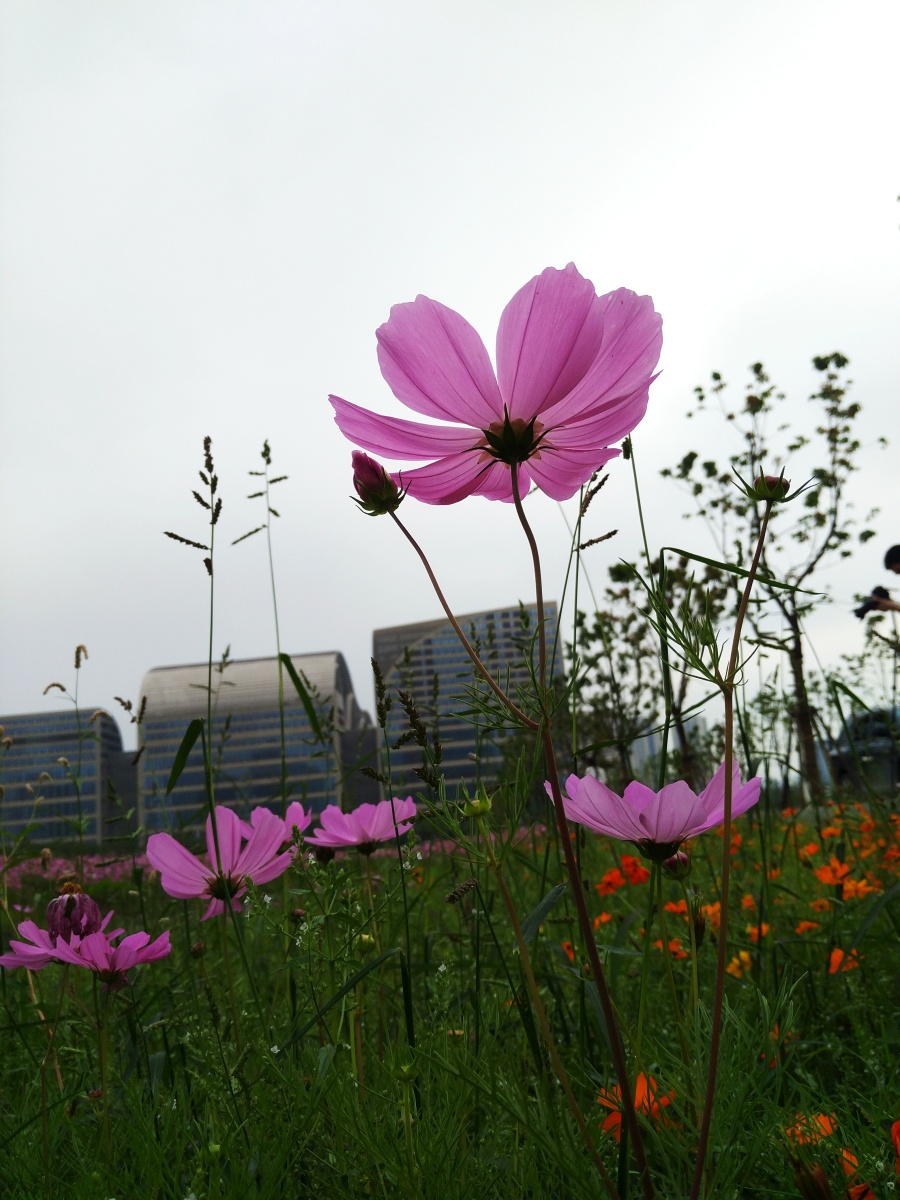 花影|静物|摄影|麟鹤轩 - 原创设计作品 - 站酷 (Z