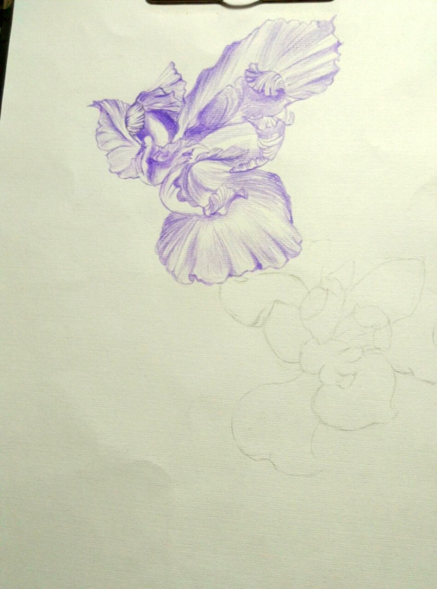 彩铅兰花|彩铅|纯艺术|行行重行行 - 原创设计作