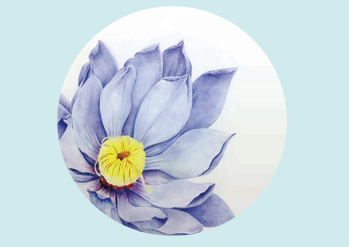 彩铅手绘--花卉|插画|其他插画|夏天里的冰魔 - 原创作品 - 站酷 (ZCOOL)