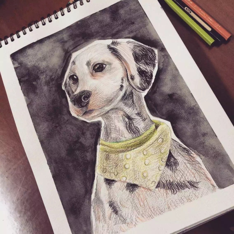 彩铅手绘狗狗|绘画习作|插画|阿白白白 - 原创设