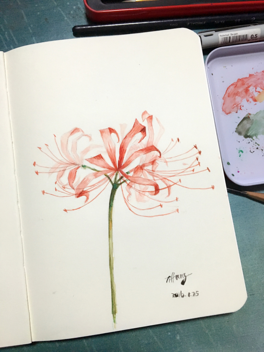 彼岸花|绘画习作|插画|Tiffanyych - 原创设计作品