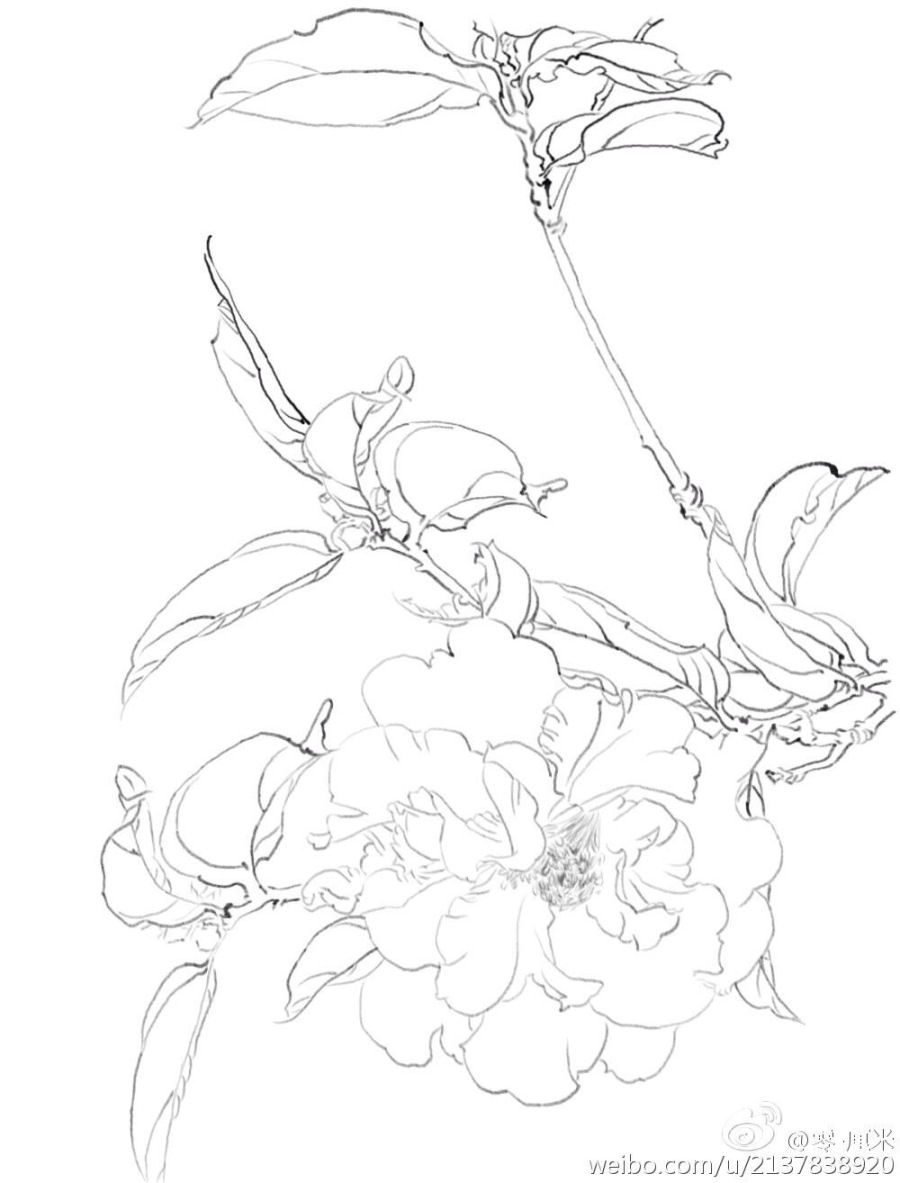 工笔花卉-临摹作品|绘画习作|插画|零厘米 - 原创