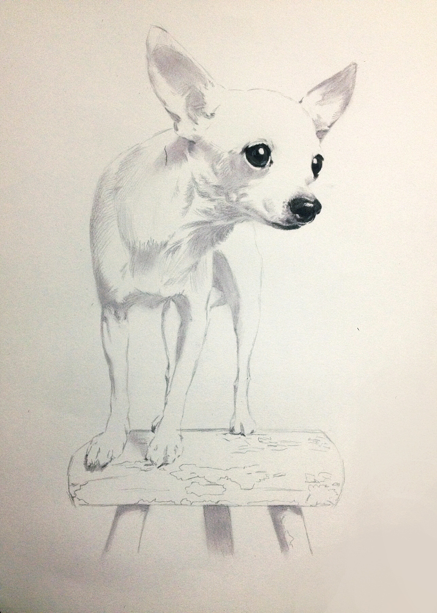 彩铅作品集--狗狗系列|彩铅|纯艺术|art_小冬 - 原