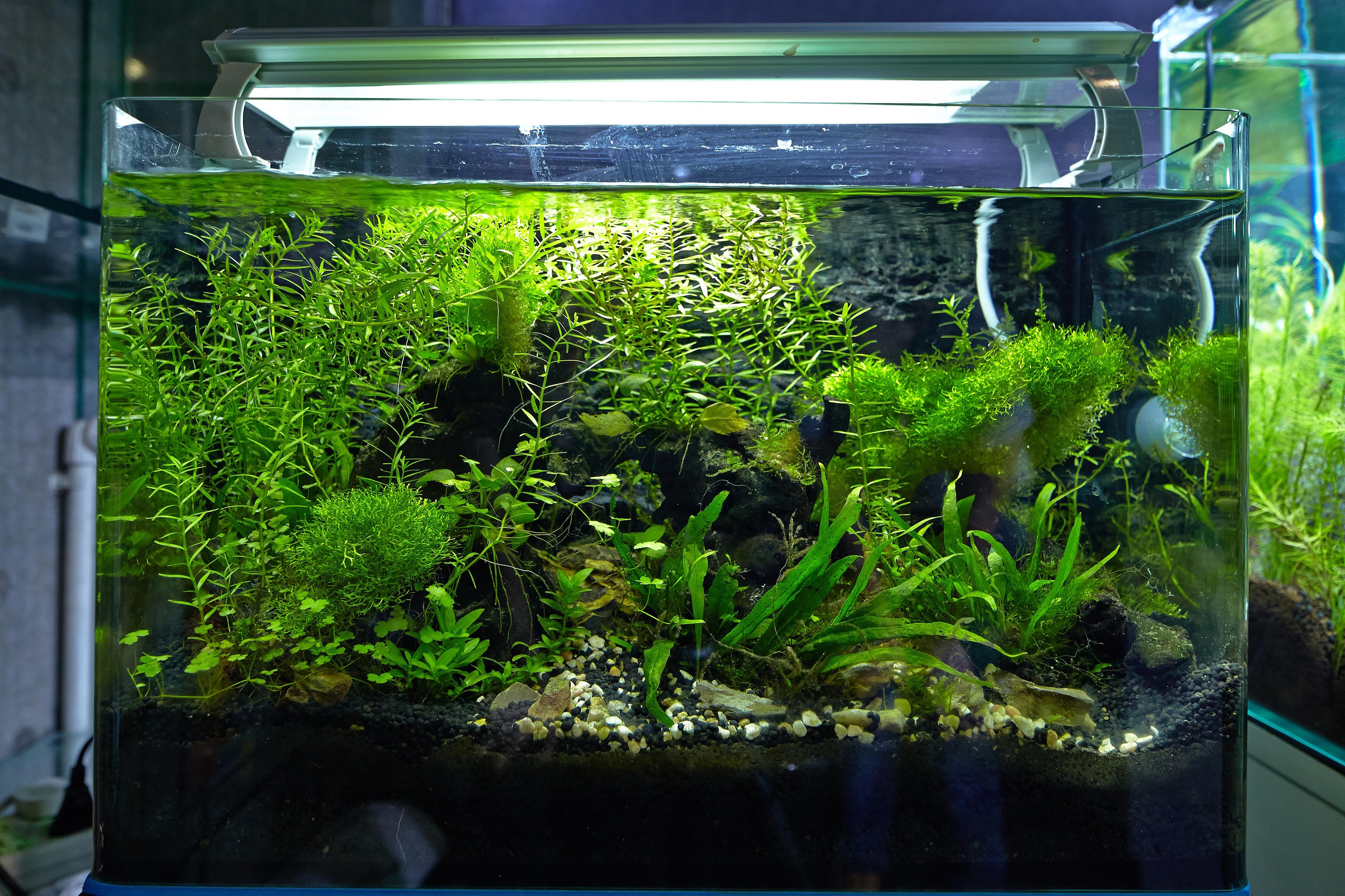 鱼缸水草植物活体生态瓶海藻球水族箱造景装饰 仿真绿藻球藻-阿里巴巴
