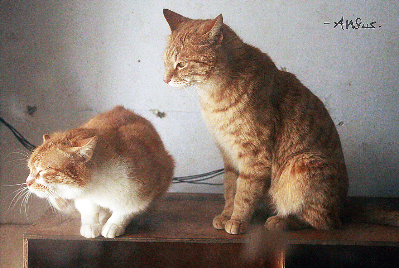 高清猫咪壁纸大全(4)-猫猫萌图-屈阿零可爱屋