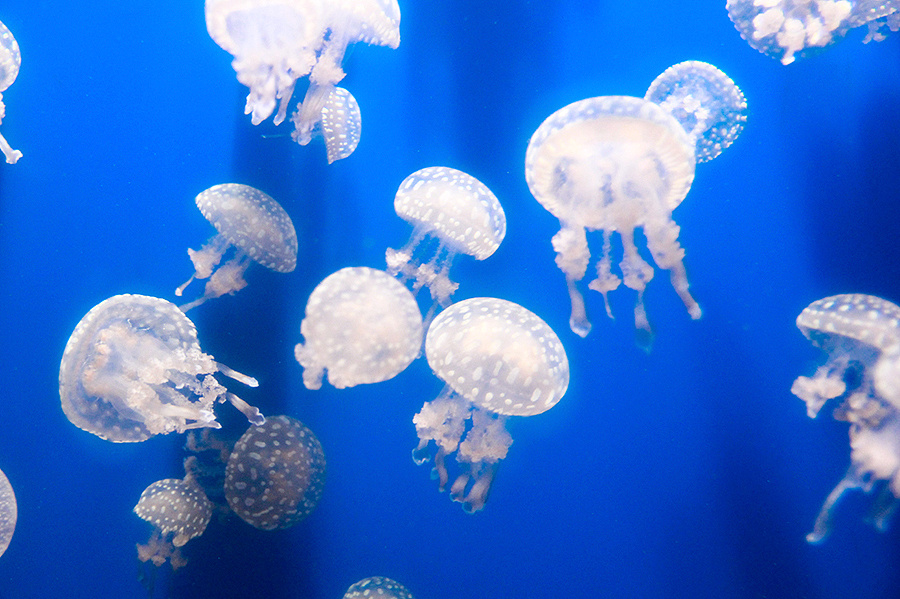 海底世界的小水母