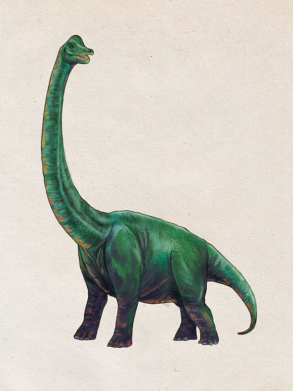 画了一套小恐龙的插画～  虽然最后因为各种原因,小恐龙们最后被我俩