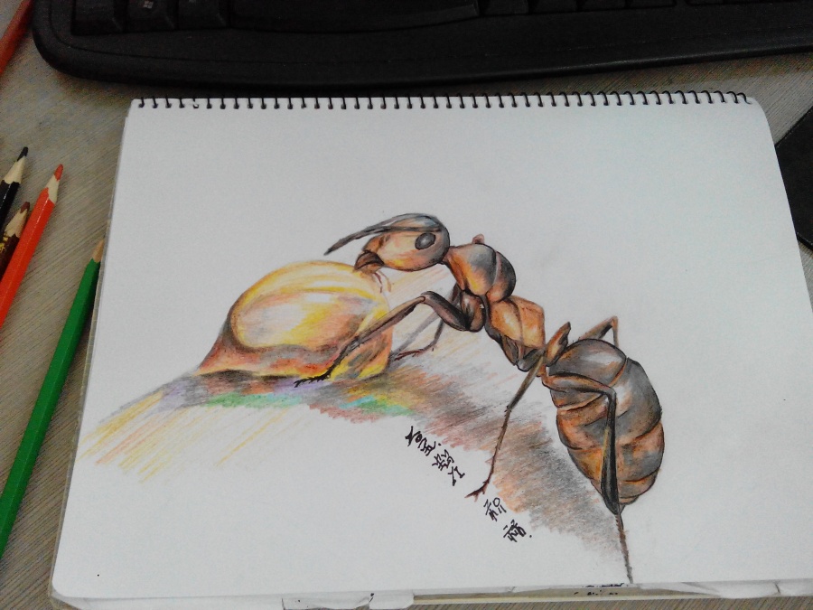 蚂蚁牙黑|绘画习作|插画|白胡子大叔 - 原创设计