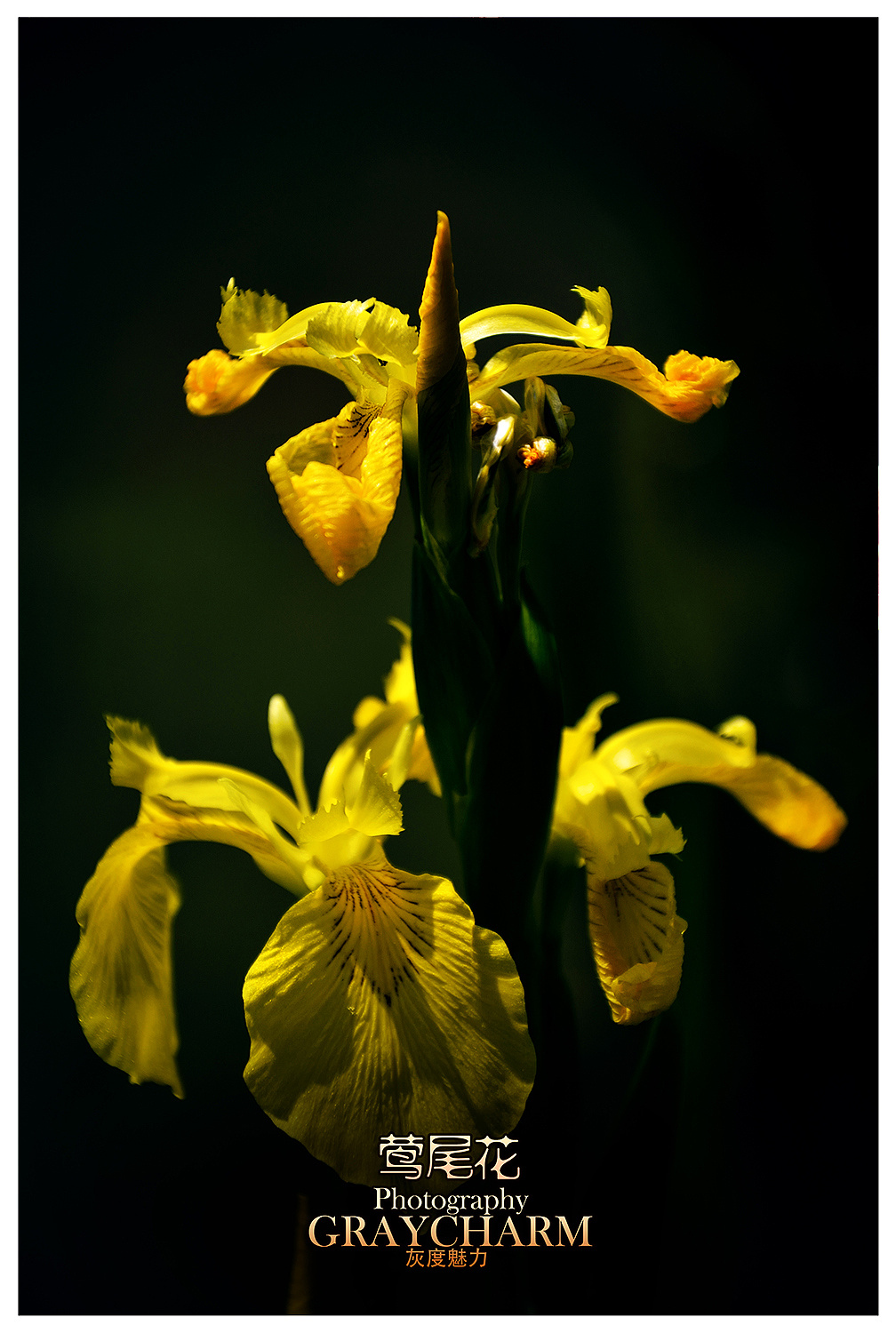 电影小花插曲绒花简谱
