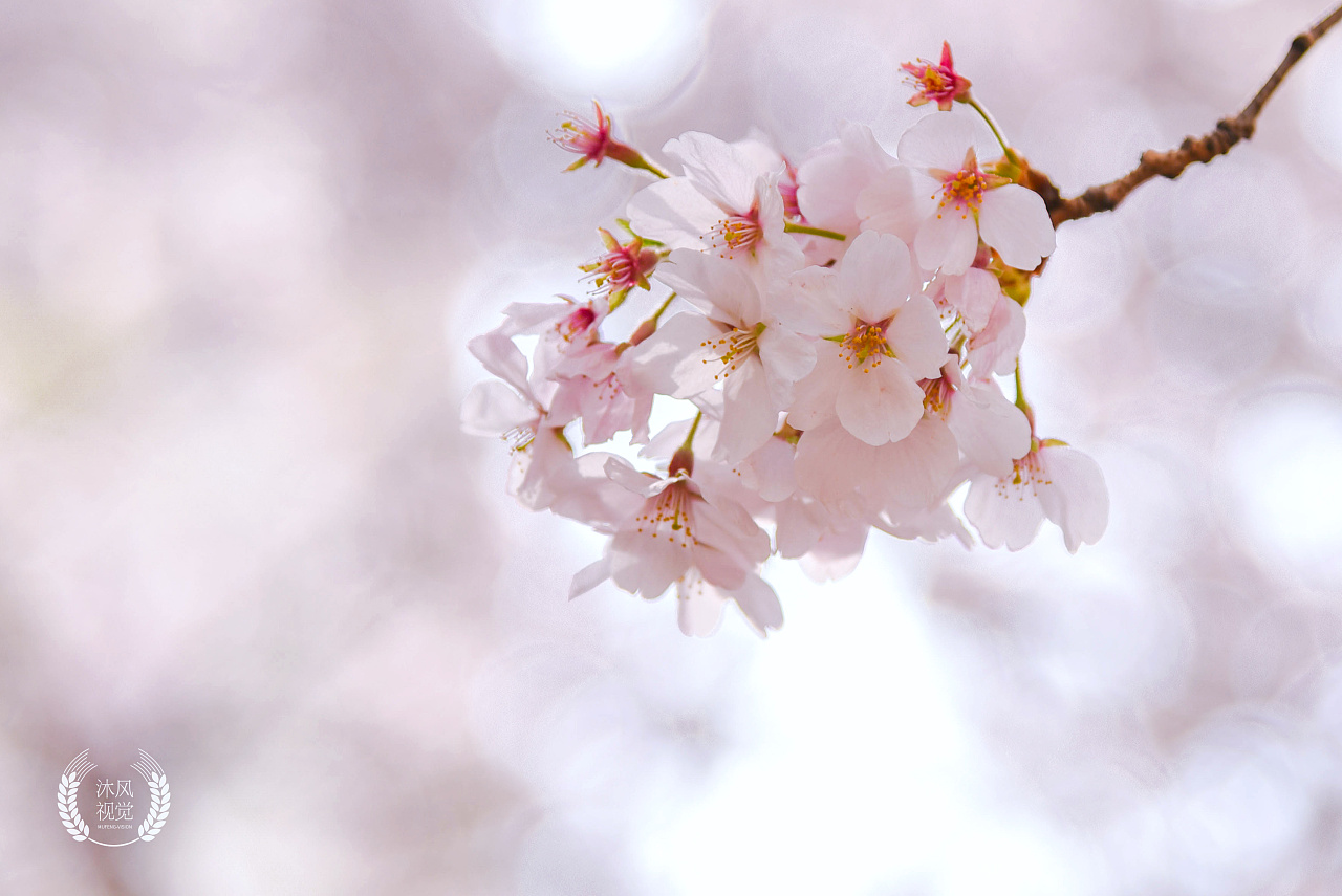 青岛樱花风光摄影