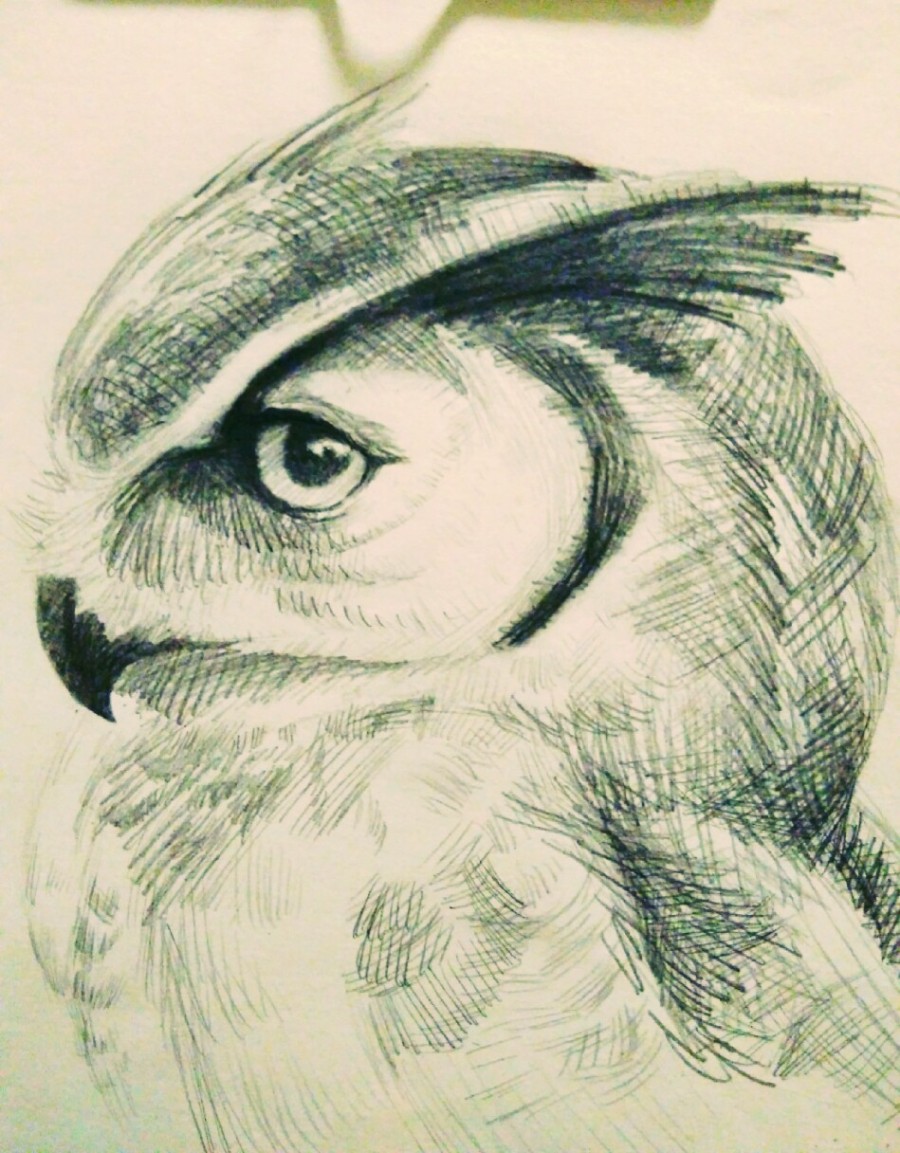 老鹰黑白精微素描高清图片素材_精微素描高清图片动物